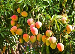 Mango, Na, Drzewie