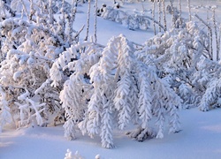 Krzewy, Pokryte, Śniegiem
