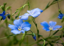Polny, Niebieski, Kwiat, Len włochaty