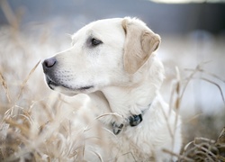 Pies, Labrador, Retriever