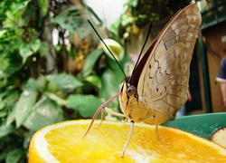 Motyl, Język, Pomarańcza