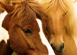 Dwa, Konie, Przyjaźń