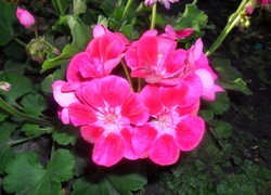 Różowa, Pelargonia