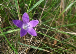 Fioletowy, Kwiatuszek, Trawa