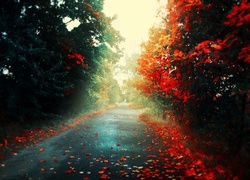 Jesień, Droga, Czerwone, Liście