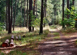 Kłody, Drewna, Lato