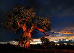 Baobab, Chmury, Zachód Słońca