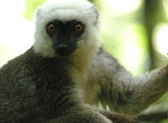 Lemur