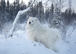 Zima, Lasek, Biały, Pies, Samojed