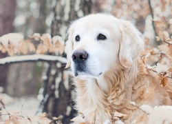 Golden, Retriever