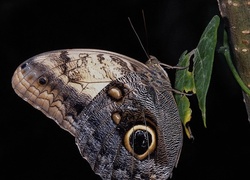 Piękny, Motyl, Liść