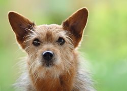 Piesek, Norwich terrier