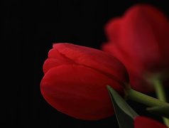 Czerwone, Tulipany, Łodyga, Liście