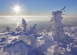Drzewa, Góry, Śnieg, Słońce