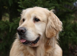 Pies, Golden, Retriever