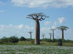 Baobab, Łąka