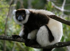 Lemur, Gałąz