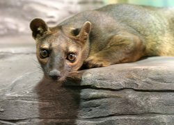Fossa, Zoo