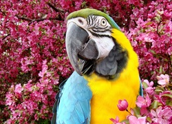 Papuga, Kwiaty