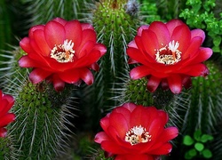 Kwitnące, Kaktusy