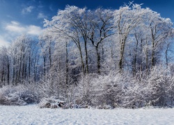 Drzewa, Krzewy, Śnieg, Zima