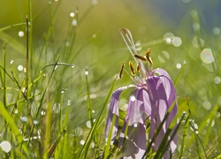 Przekwitnięty, Krokus, Trawa, Krople, Wody