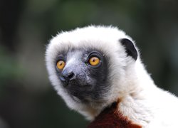 Lemur, Głowa, Oczy