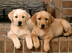 Pieski, Labrador Retriever