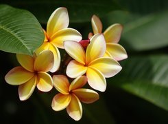 Kwiaty, Żółta, Plumeria