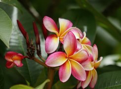 Różowo, Żółta, Plumeria