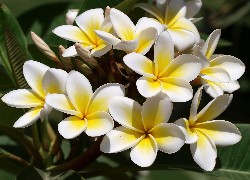 Kwiaty, Biało, Żółta, Plumeria