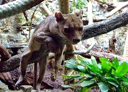 Fossa, Zoo