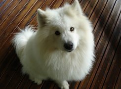 Biały, Piesek, Samoyed