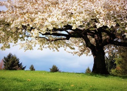Kwitnące, Drzewo, Trawa