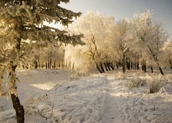 Drzewa, Śnieg, Ścieżka, Zima