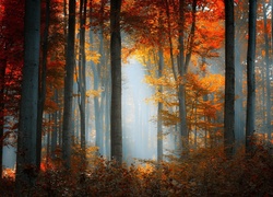 Las, Promienie, Słońca, Jesień