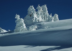 Drzewa, Śnieg