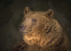 Niedźwiedź, Brunatny