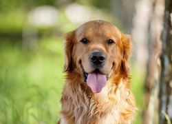 Pies, Golden, Retriever