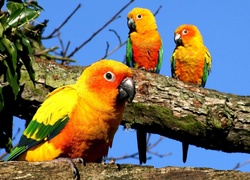 Papugi, Kolorowe, Drzewo, Liście