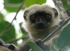 Lemur, Listki