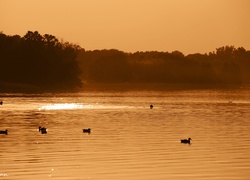 Kaczki, Drzewa, Jezioro