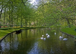 Park, Wiosna, Rzeka, Łabędzie