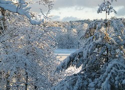 Las, Śnieg, Zima