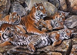 Rodzina, Tygrysów, Kamienie