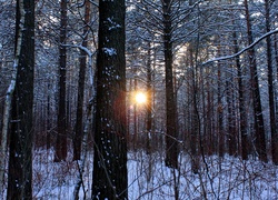 Las, Drzewa, Prześwitujące, Słońce, Zima