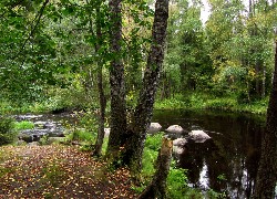 Rzeka, Las, Wystające, Kamienie