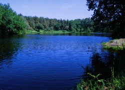 Jezioro, Zalesione, Brzegi