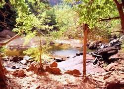 Stany Zjednoczone, Park Narodowy Zion, Rzeka, Kamienie, Drzewa