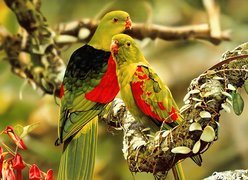 Dwie, Kolorowe, Papugi